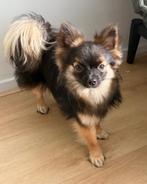Chihuahua Dekreu ter dekking aangeboden, Dieren en Toebehoren, Reu, CDV (hondenziekte), 1 tot 2 jaar, Meerdere