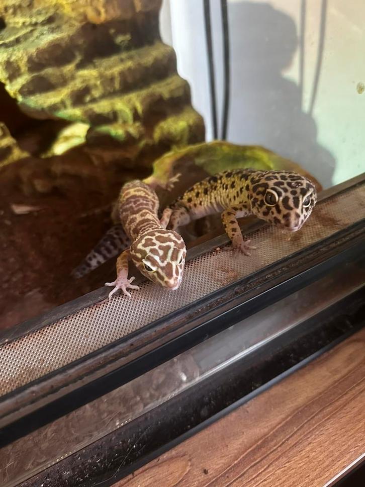 2 lieve luipaardgekkos met terrarium, Dieren en Toebehoren, Reptielen en Amfibieën, Overige soorten, 0 tot 2 jaar, Met terrarium