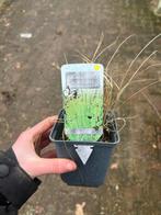 Siergras Calamagrostis acutiflora 'Overdam', Ophalen, Volle zon, Vaste plant, Siergrassen