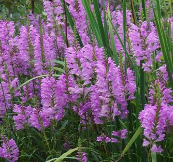 Scharnierplant virginiana roze lila tuinplant beschikbaar voor biedingen