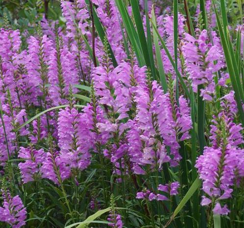 Scharnierplant virginiana roze lila tuinplant, Tuin en Terras, Planten | Tuinplanten, Overige soorten, Zomer, Ophalen
