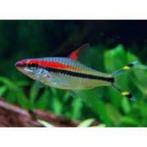 torpedobarbeel €9,95, Dieren en Toebehoren, Vis, Zoetwatervis