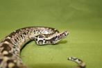 Python curtus koppel CB25, Dieren en Toebehoren, Slang, 0 tot 2 jaar