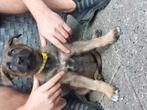 Raszuivere en sociale Duitse herder pups, Dieren en Toebehoren, CDV (hondenziekte), 8 tot 15 weken, Teef, Meerdere