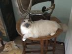 Heilige Birmaan dekkater niet te koop, Dieren en Toebehoren, Katten en Kittens | Raskatten | Langhaar, Kater, Gechipt, 0 tot 2 jaar