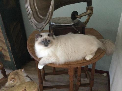 Heilige Birmaan dekkater niet te koop, Dieren en Toebehoren, Katten en Kittens | Raskatten | Langhaar, Kater, 0 tot 2 jaar, Met stamboom