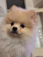 Pomeriaan/pomeranian Reu, Dieren en Toebehoren, Parvo, Keeshond, Reu, 8 tot 15 weken