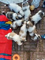 lieve ,leuke raszuivere shih tzu pups (5 december tip), Dieren en Toebehoren, Overige rassen, Meerdere, Meerdere dieren, Nederland