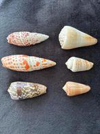 Lot schelpen, Conus geographus / Conus imperialis, Verzamelen, Mineralen en Fossielen, Schelp(en), Ophalen of Verzenden