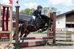 Top springpony!, Springpony, 11 jaar of ouder, Merrie, Gechipt