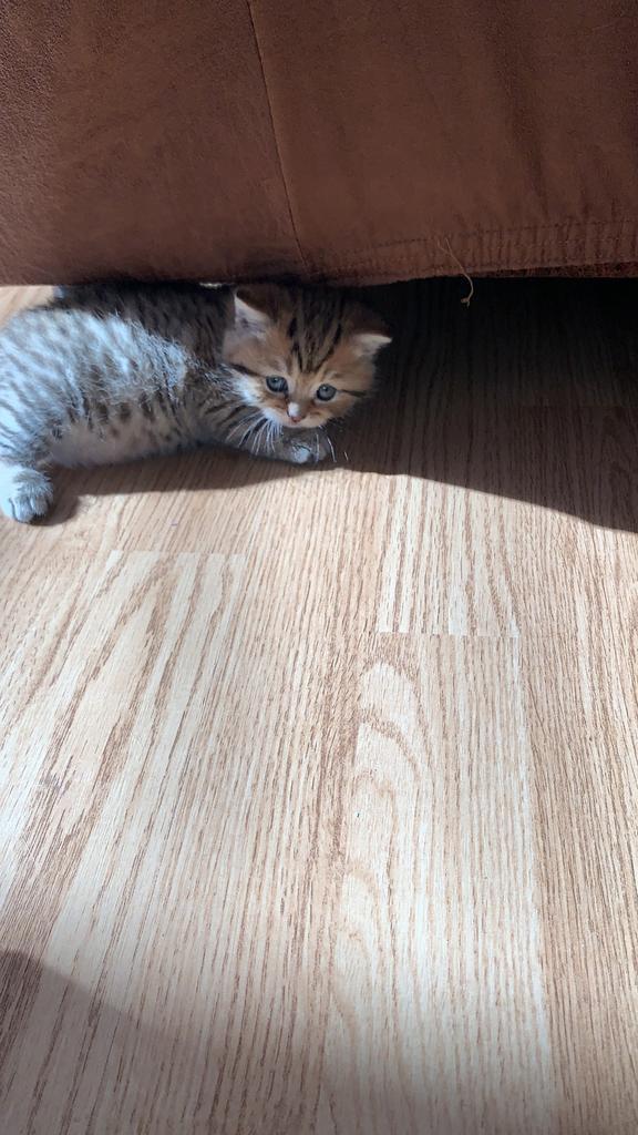 Britse korthaar, Dieren en Toebehoren, Katten en Kittens | Raskatten | Langhaar, Meerdere dieren, Ontwormd