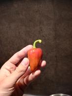 Padron Chili peper zaden - 10 zaden, Tuin en Terras, Verzenden, Voorjaar, Volle zon, Zaad