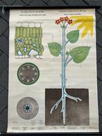 Oude schoolplaten biologie, Ophalen of Verzenden, Natuur en Biologie