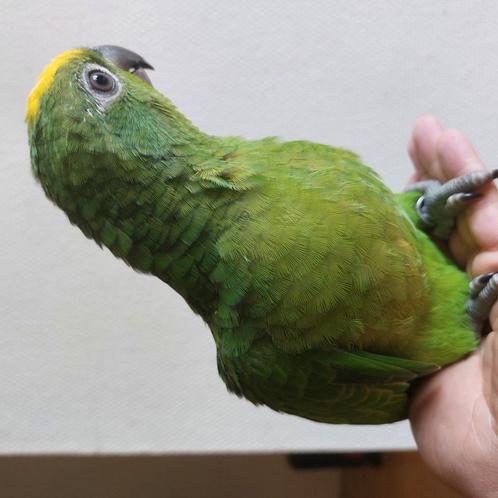 Geelvoorhoofd Amazone Papegaai, Dieren en Toebehoren, Vogels | Parkieten en Papegaaien, Papegaai, Mannelijk, Geringd