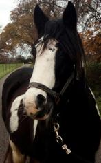 Verzorgers gezocht voor onze lieve pony, Ophalen of Verzenden, Nieuw