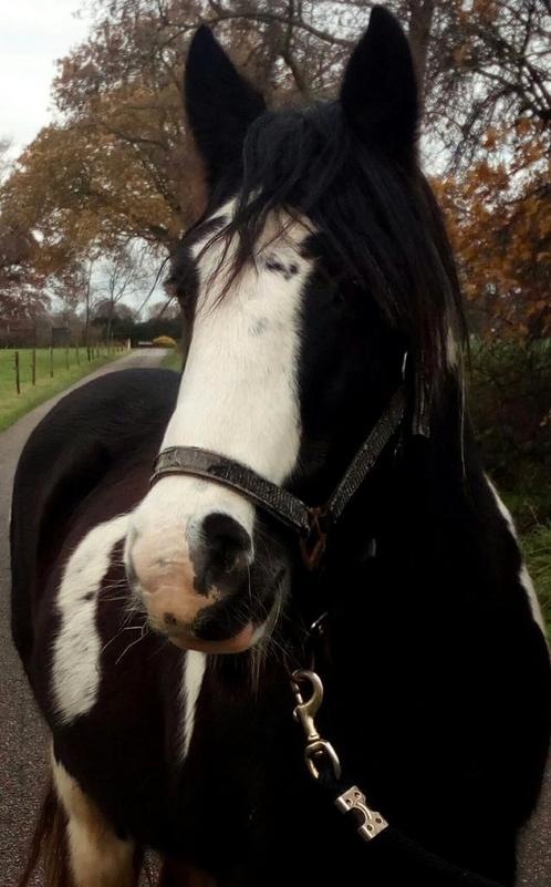 Verzorgers gezocht voor onze lieve pony, Dieren en Toebehoren, Paarden en Pony's | Verzorgingsproducten, Nieuw, Ophalen of Verzenden