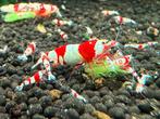 PRL crystal red garnalen, Dieren en Toebehoren, Vissen | Aquariumvissen, Kreeft, Krab of Garnaal