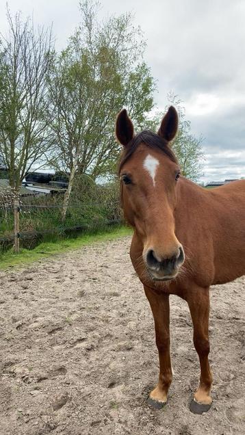 Bijrijder / leaser gezocht – KWPN merrie beschikbaar voor biedingen