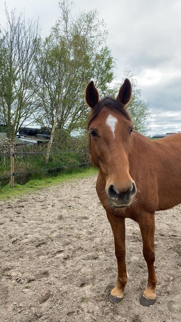 Bijrijder / leaser gezocht – KWPN merrie, Dieren en Toebehoren, Paarden en Pony's | Verzorgingsproducten, Nieuw, Ophalen