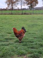 Mooie grote hanen te koop, Dieren en Toebehoren, Pluimvee, Meerdere dieren, Kip