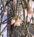Bio Selenisereus inermis 78 jaar oud/vintage groene pot glas, Huis en Inrichting, Kamerplanten, 100 tot 150 cm, Overige soorten
