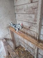 2 Serama krielkipjes, Dieren en Toebehoren, Pluimvee, Vrouwelijk, Kip