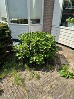 Gezonde hortensia (Hydrangea), Vaste plant, Halfschaduw, Zomer, Ophalen