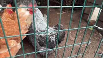 Schattige kleine Cochin-serama kruising beschikbaar voor biedingen