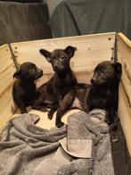 Schattige pups te koop, Dieren en Toebehoren, Honden | Niet-rashonden, Parvo, 8 tot 15 weken, Meerdere dieren, Eén hond