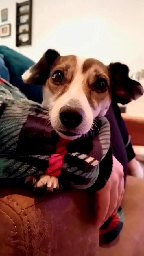 Oppas gezocht voor onze Senna (jack russell), Diensten en Vakmensen, Dieren | Honden | Verzorging, Oppas en Les