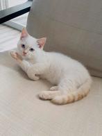 Kittens, Dieren en Toebehoren, Katten en Kittens | Overige Katten, Meerdere dieren, 0 tot 2 jaar
