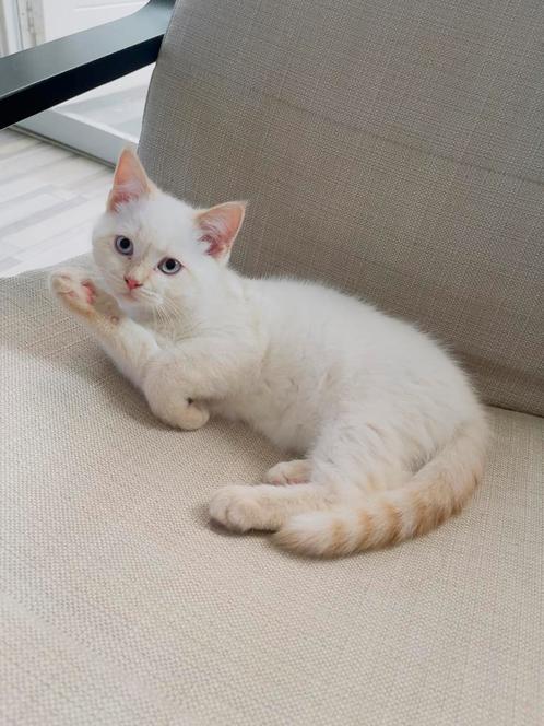 Kittens, Dieren en Toebehoren, Katten en Kittens | Overige Katten, Meerdere dieren, 0 tot 2 jaar