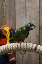 Bonte Boertjes of Senegal papegaai | Getest op ziekte en DNA, Dieren en Toebehoren, Vogels | Parkieten en Papegaaien, Papegaai