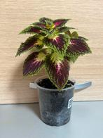 Coleus Plant, Huis en Inrichting, Kamerplanten, Overige soorten, In pot, Minder dan 100 cm, Groene kamerplant