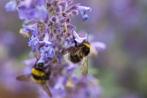 57/ zaad van Kattekruid - Nepeta cataria - inheems bio, Tuin en Terras, Bloembollen en Zaden, Ophalen of Verzenden, Voorjaar, Volle zon