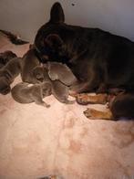 franse bulldog pups, Rabiës (hondsdolheid), 8 tot 15 weken, Bulldog, Meerdere dieren