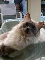 Ragdoll, Dieren en Toebehoren, Katten en Kittens | Raskatten | Langhaar, Poes, Gechipt, 0 tot 2 jaar