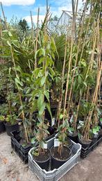 Groen blijvende clematis pst 14.95 bij2 of meer 12,50 pst, Ophalen, Vaste plant, Halfschaduw, Klimplanten