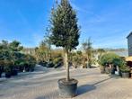 Steeneik 35/40 cm stamomtrek - Quercus ilex 35/40 te koop!!!, Zomer, 400 cm of meer, Volle zon, In pot