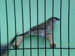 seresamadinen, Dieren en Toebehoren, Vogels | Overige Vogels, Mannelijk, Tropenvogel