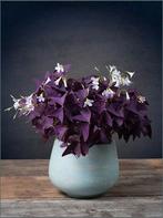 Knolletjes van oxalis triangularis, Ophalen of Verzenden, Volle zon