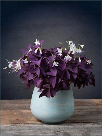 Knolletjes van oxalis triangularis, Tuin en Terras, Bloembollen en Zaden, Volle zon, Ophalen of Verzenden