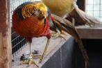 Goudfazanten | Koppels sierlijke kraagfazanten, Dieren en Toebehoren, Pluimvee, Meerdere dieren, Overige soorten
