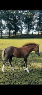 Welsh jaarling merrie, Merrie, B pony (1.17m tot 1.27m), Recreatiepony, Gechipt