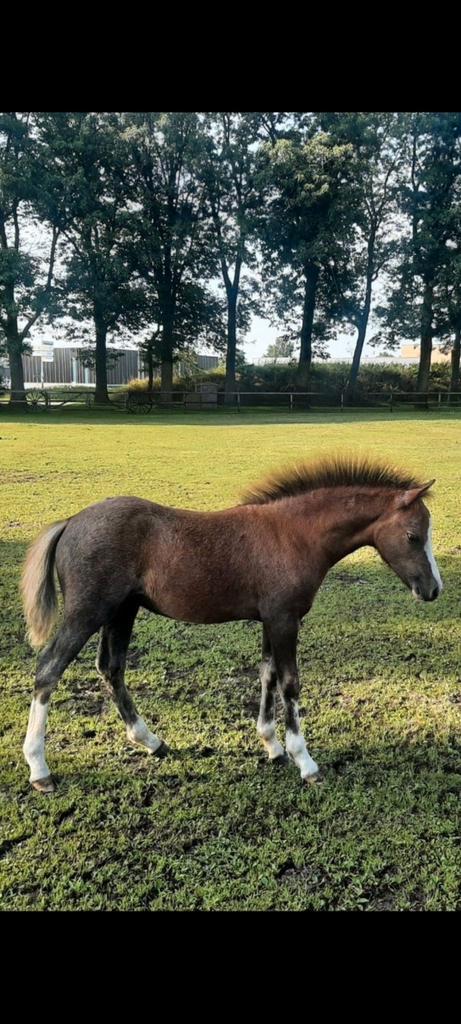 Welsh jaarling merrie, Dieren en Toebehoren, Pony's, Merrie, B pony (1.17m tot 1.27m), Recreatiepony, 0 tot 2 jaar, Gechipt