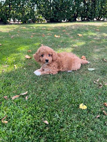 Mini Doodle (Dwergpoedel x Mini Labradoodle) pup (reu) beschikbaar voor biedingen