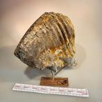 Mammoet kies Noordzee Doggerland ijstijd fossiel, Verzamelen, Mineralen en Fossielen, Ophalen of Verzenden, Fossiel