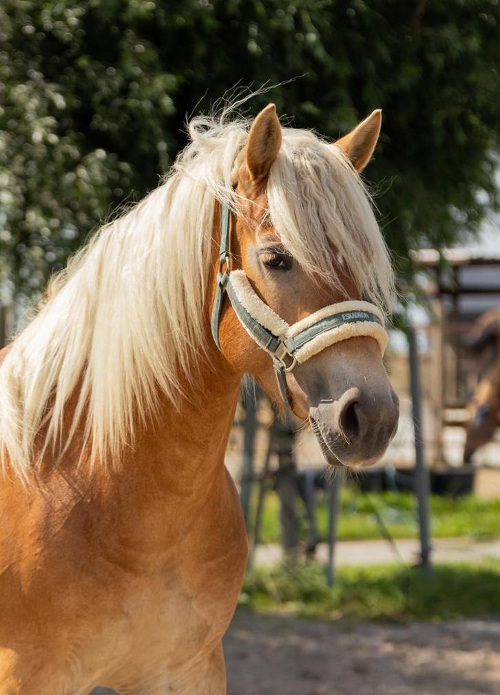3,5 jarige Haflinger merrie, Dieren en Toebehoren, Pony's, Merrie, Onbeleerd, E pony (1.48m - 1.57m), Recreatiepony, 3 tot 6 jaar
