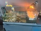 2 muskes schildpadden met aquarium en pomp kompleet, Dieren en Toebehoren, Vissen | Aquaria en Toebehoren, Ophalen, Gebruikt, Gevuld zoetwateraquarium
