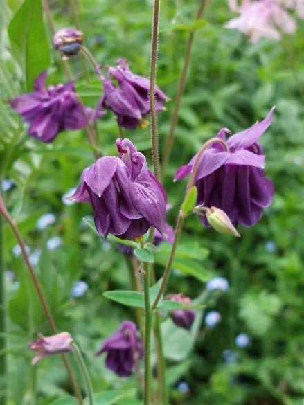 zaden Akelei mix, Tuin en Terras, Bloembollen en Zaden, Zaad, Voorjaar, Halfschaduw, Verzenden